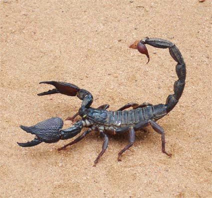 Sahyadrimetrus scaber