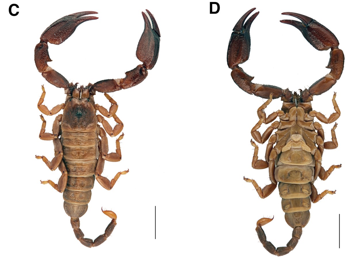 Hormurus waigiensis