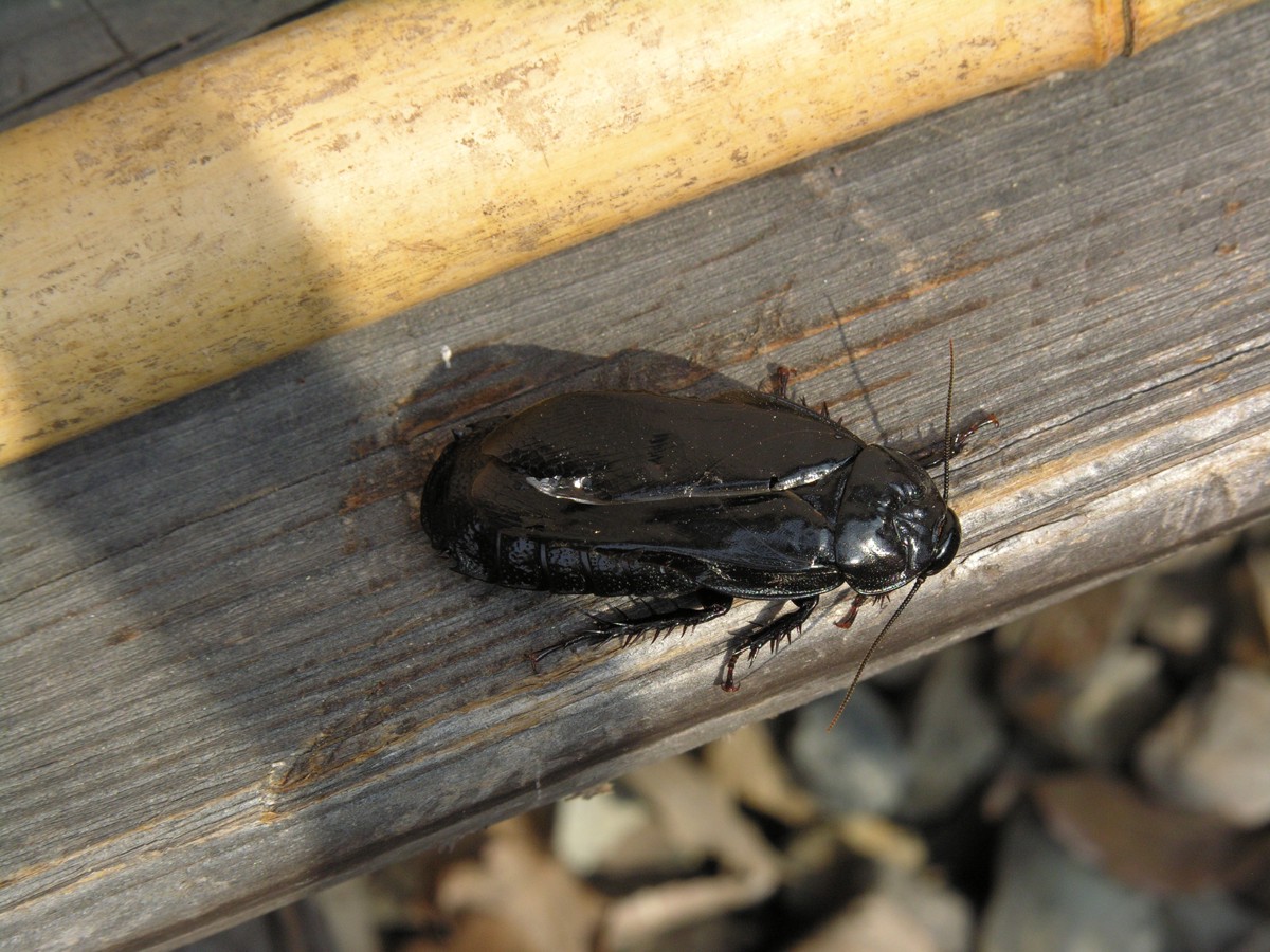 Panesthia angustipennis