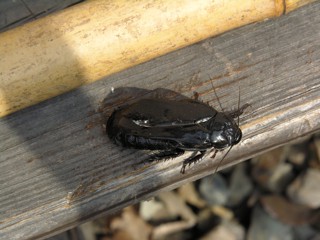 Panesthia angustipennis
