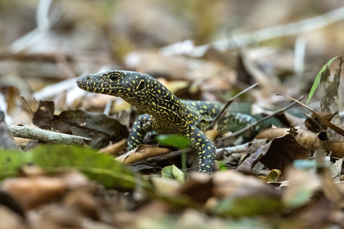 Varanus doreanus