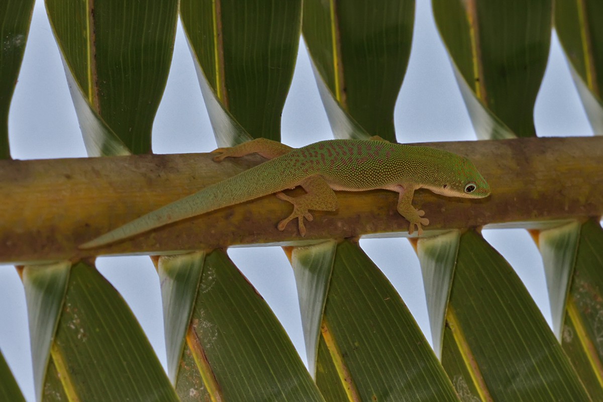 Phelsuma dubia