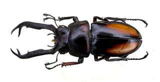 Rhaetulus didieri