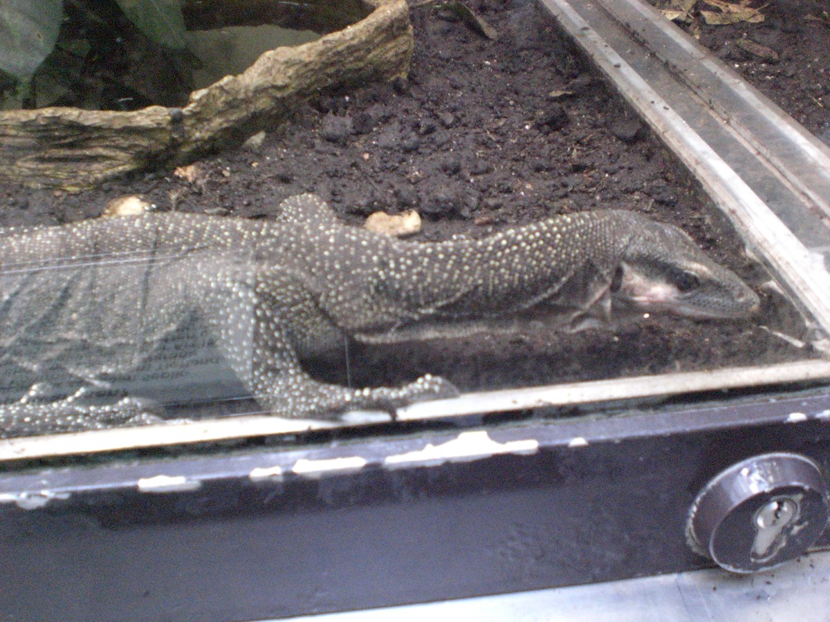 Varanus jobiensis