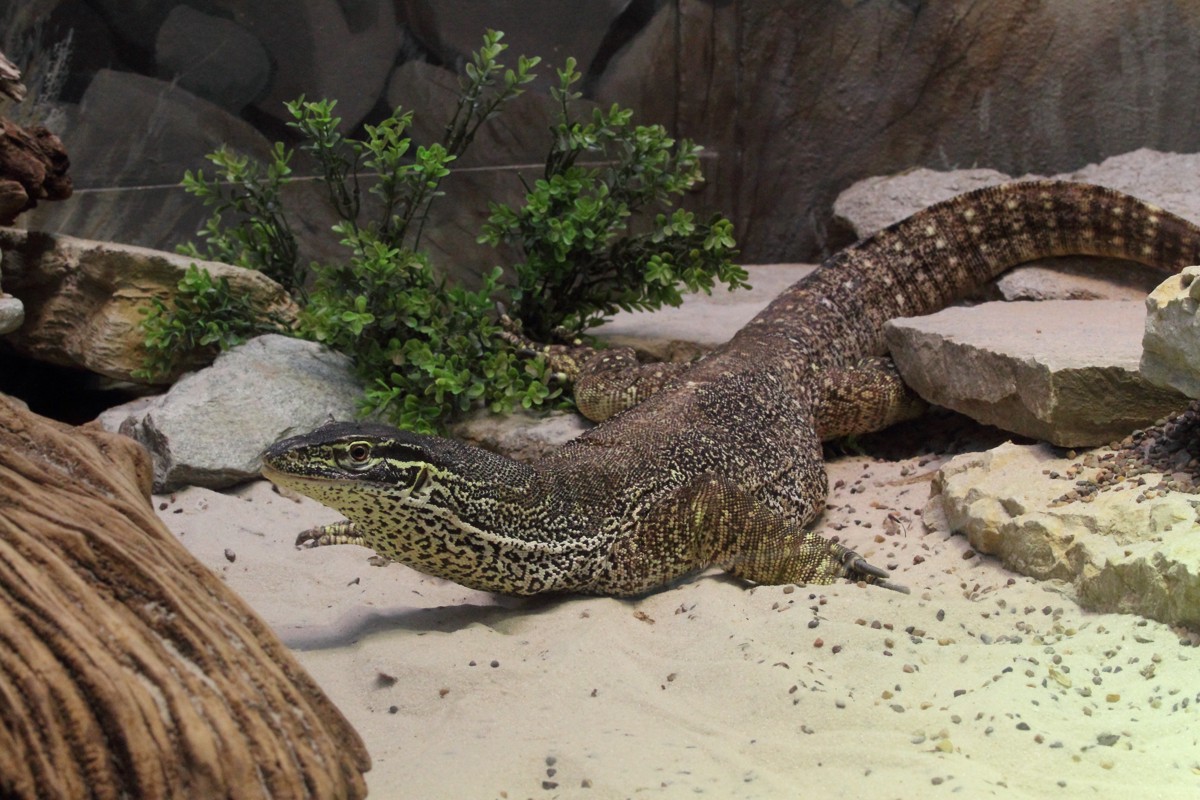 Varanus panoptes