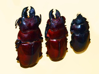 Odontolabis gazella