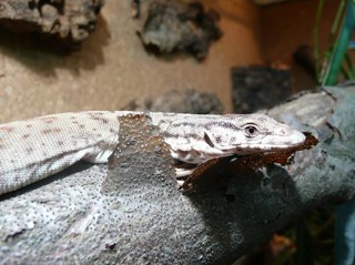 Varanus gilleni