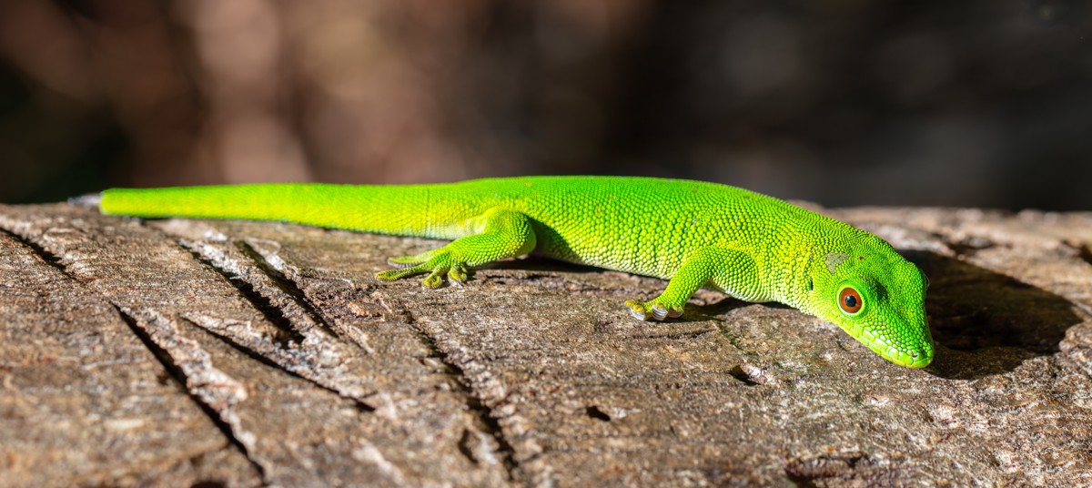 Phelsuma grandis