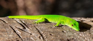 Phelsuma grandis