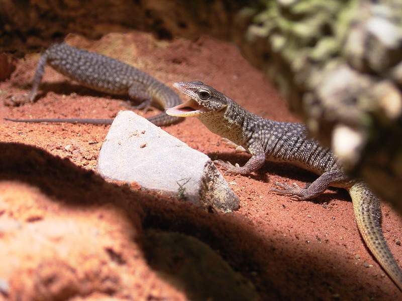 Varanus storri