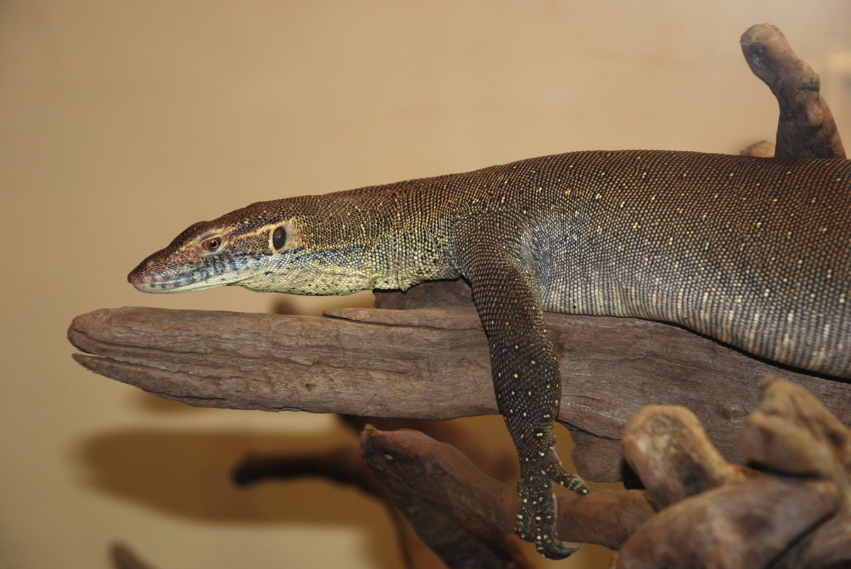 Varanus mertensi