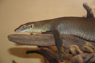 Varanus mertensi