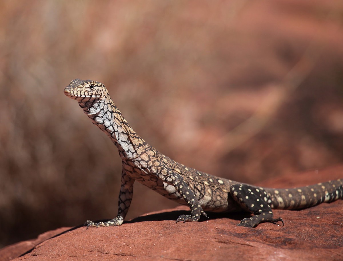 Varanus giganteus