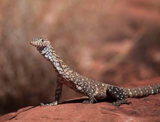 Varanus giganteus