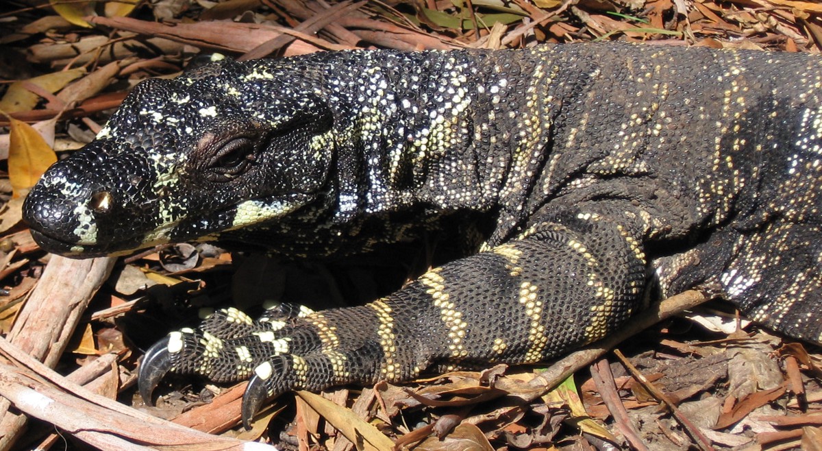 Varanus varius