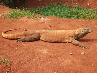 Varanus komodoensis