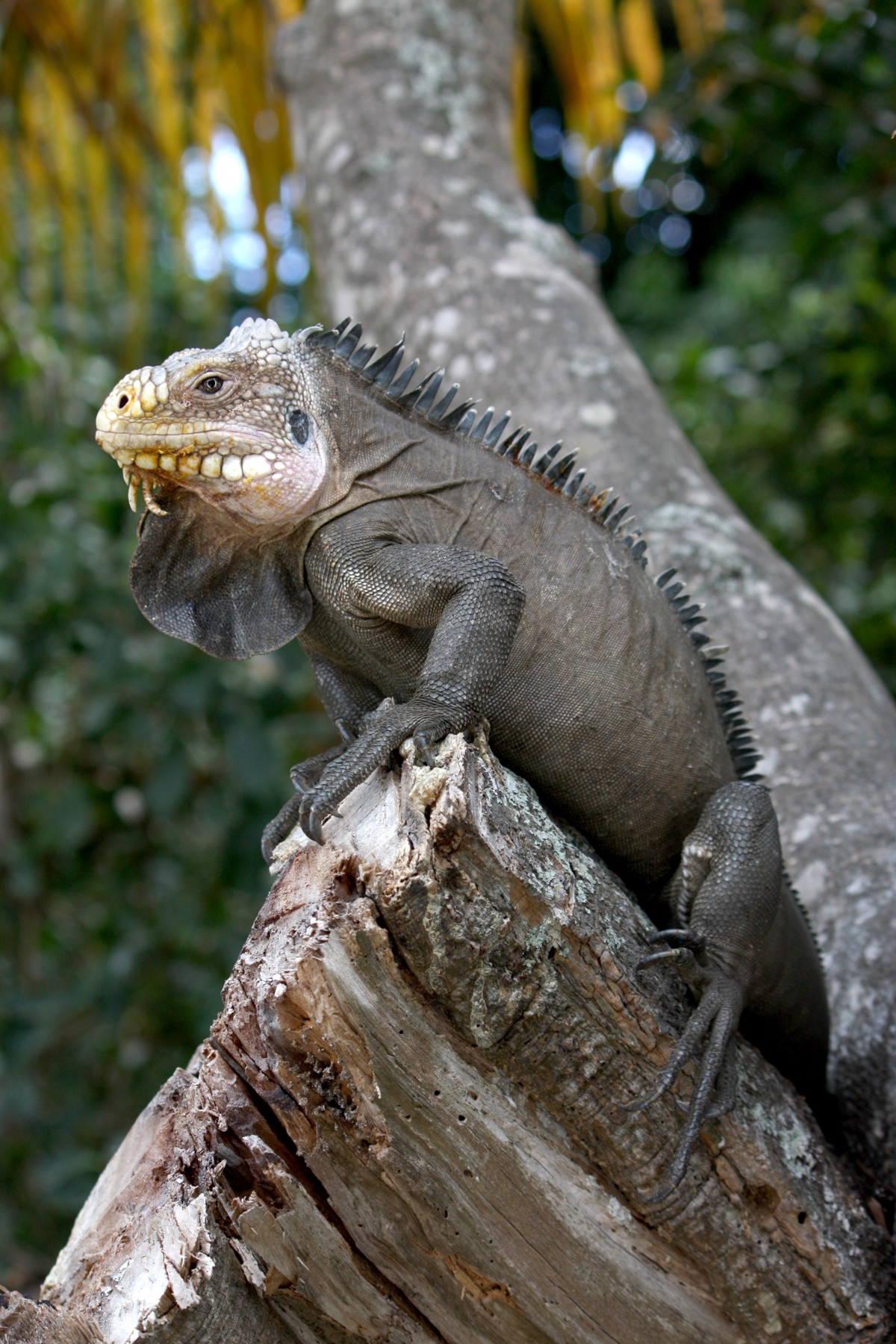 Iguana delicatissima