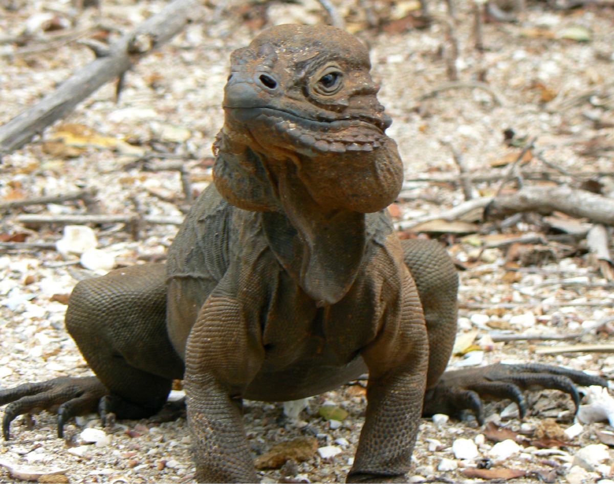 Cyclura cornuta