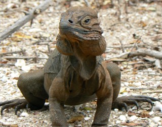Cyclura cornuta