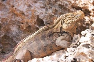 Cyclura nubila