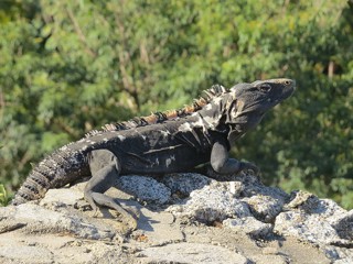 Ctenosaura pectinata