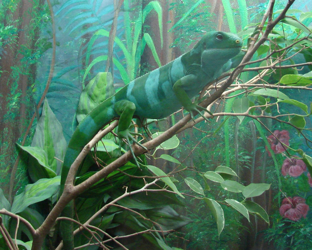 Brachylophus fasciatus