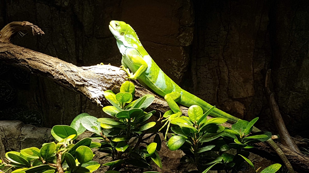 Brachylophus bulabula