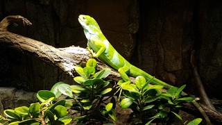 Brachylophus bulabula