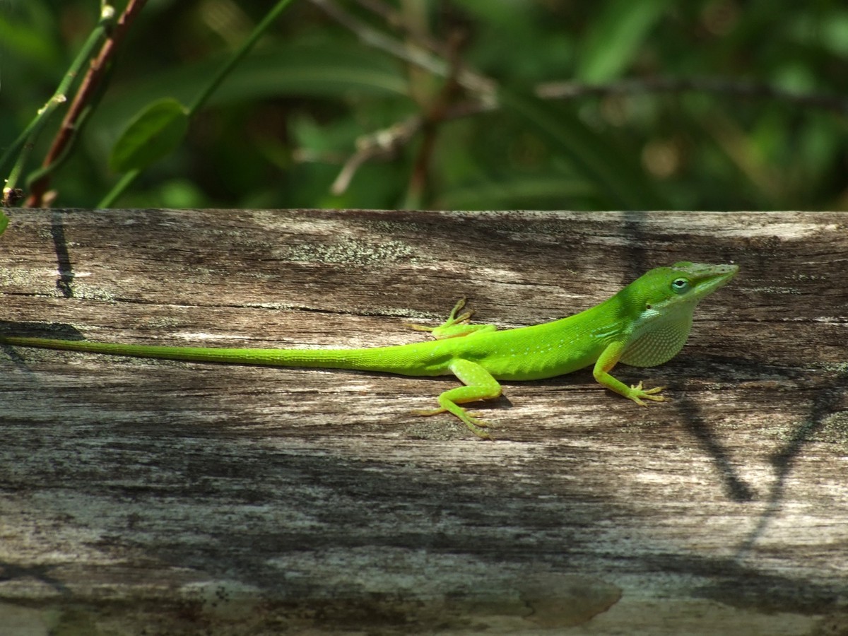 Anolis carolinensis