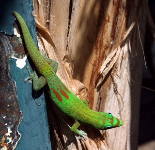 Phelsuma laticauda