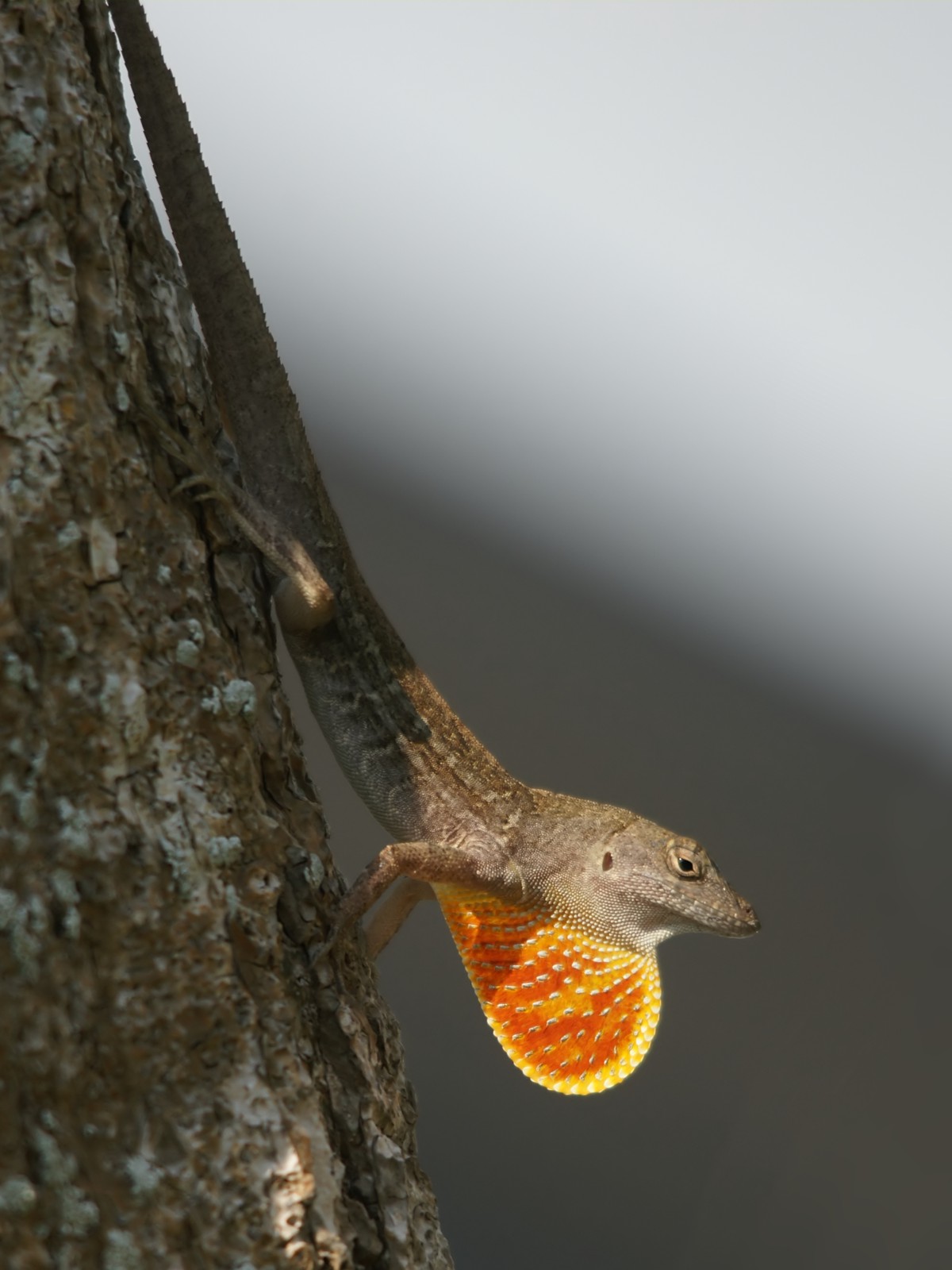 Anolis sagrei