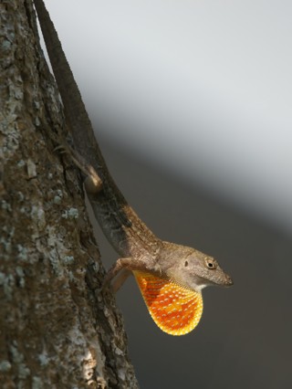 Anolis sagrei