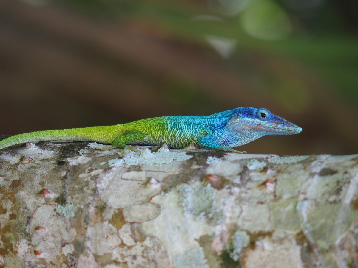 Anolis allisoni