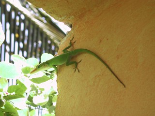 Anolis porcatus