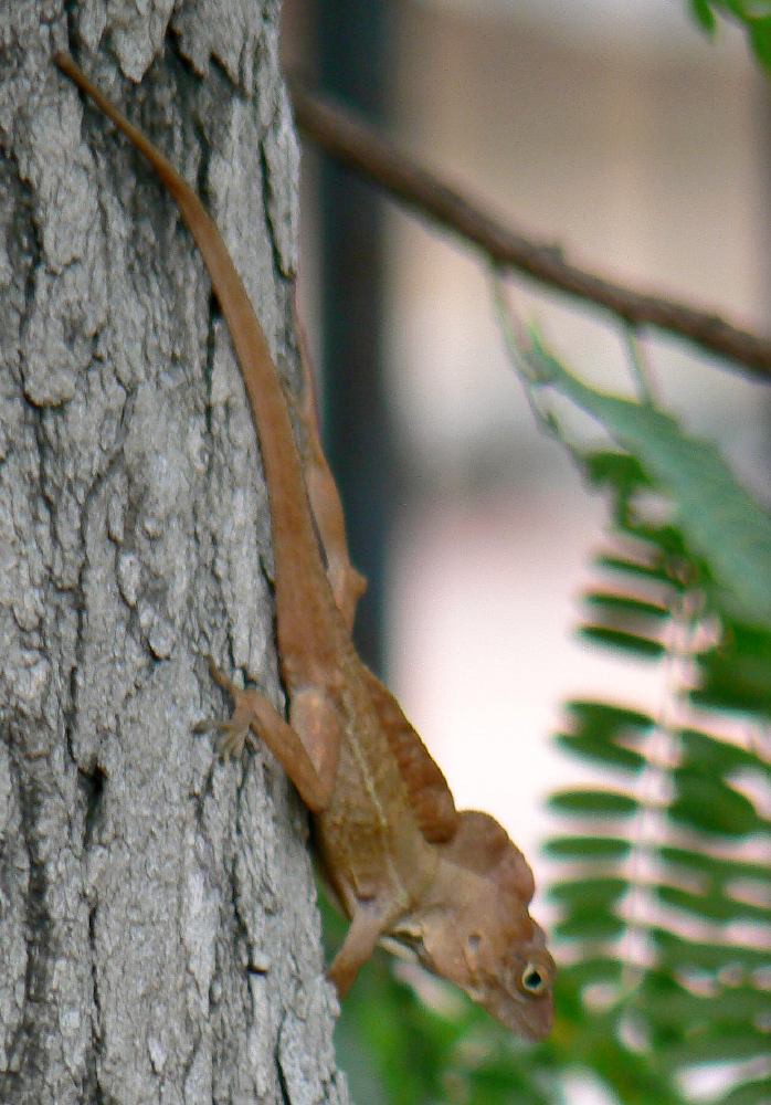 Anolis cristatellus