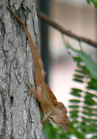 Anolis cristatellus