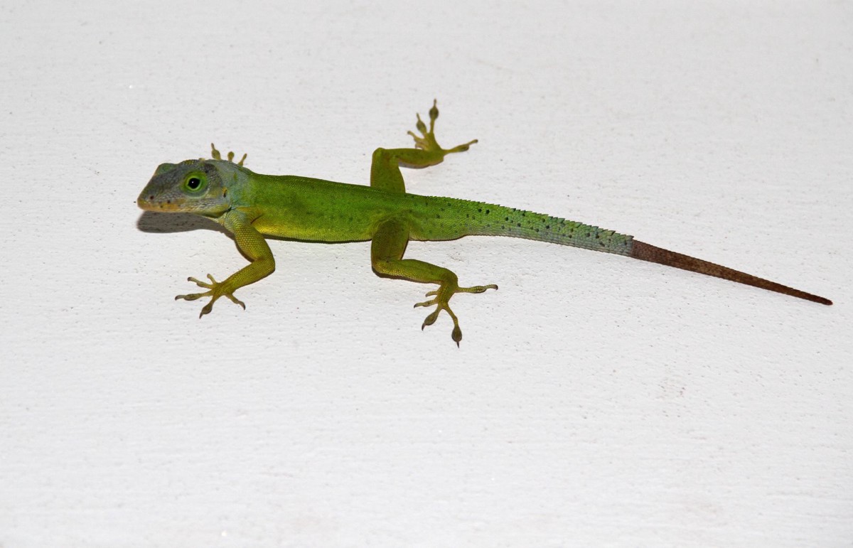 Anolis bimaculatus