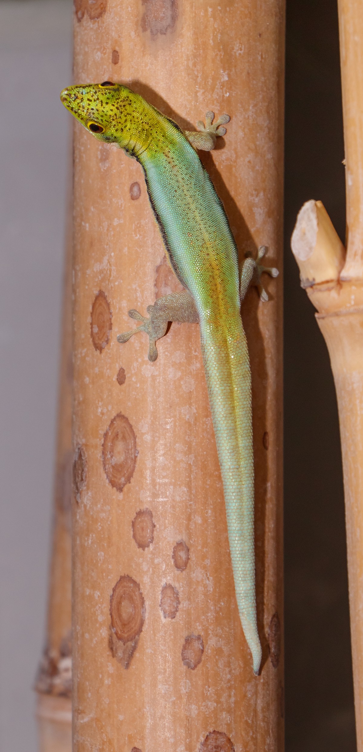 Phelsuma klemmeri