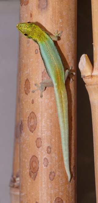 Phelsuma klemmeri