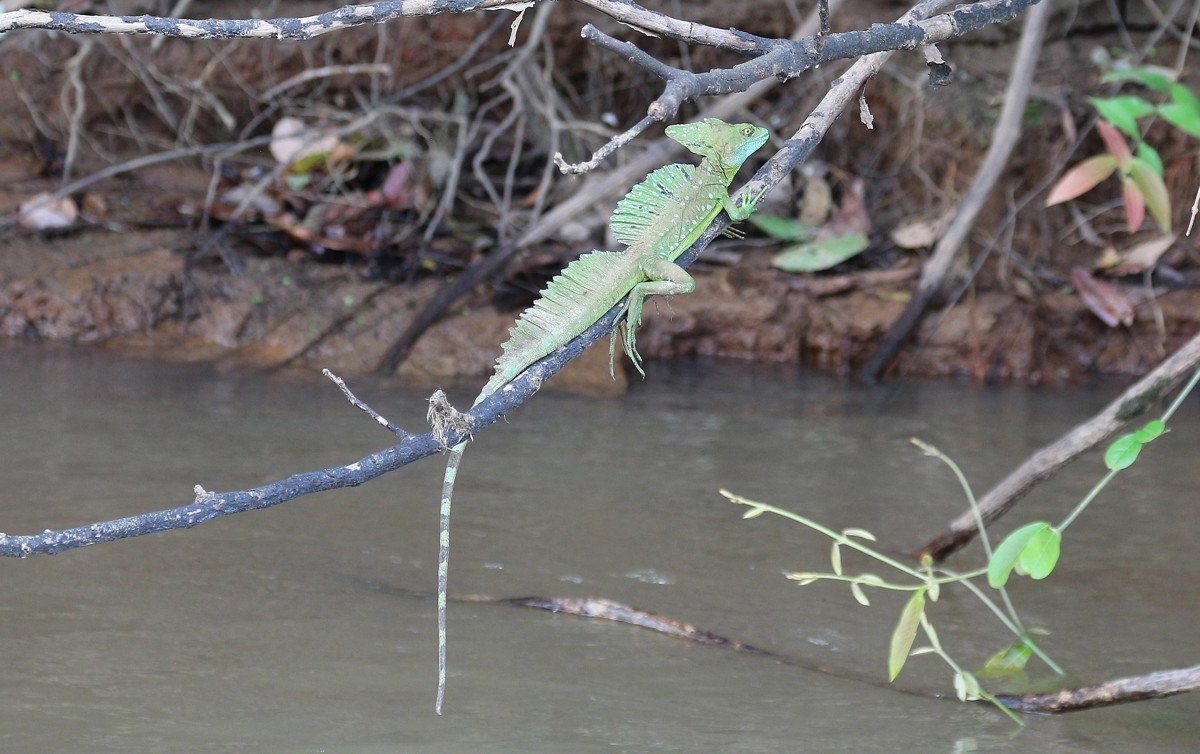 Basiliscus basiliscus