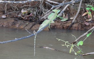 Basiliscus basiliscus