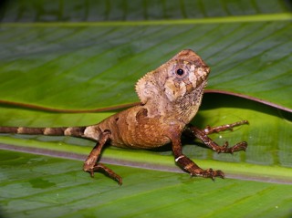 Corytophanes cristatus