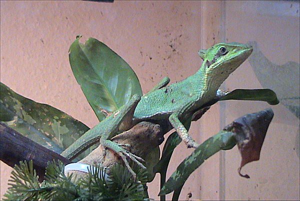 Laemanctus longipes
