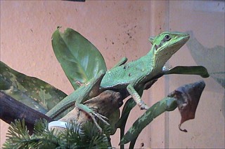 Laemanctus longipes