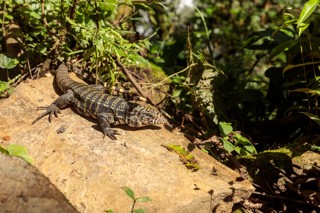 Salvator merianae