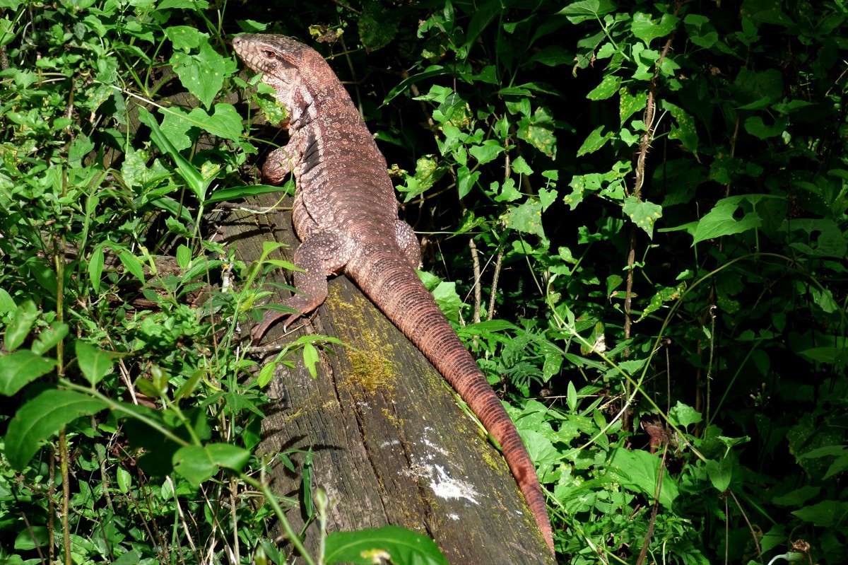 Salvator rufescens