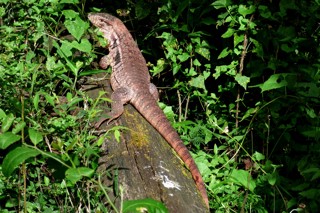 Salvator rufescens