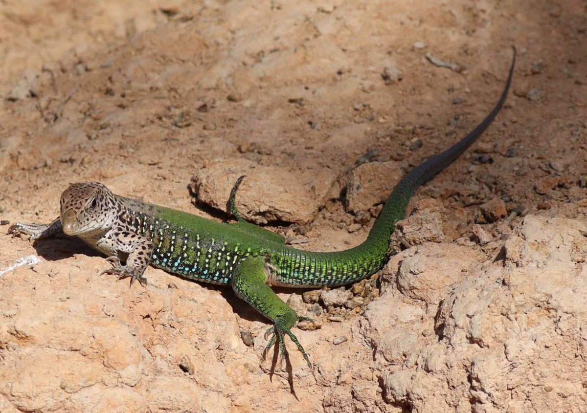 Ameiva ameiva