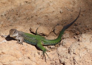 Ameiva ameiva