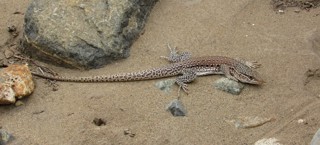Callopistes maculatus